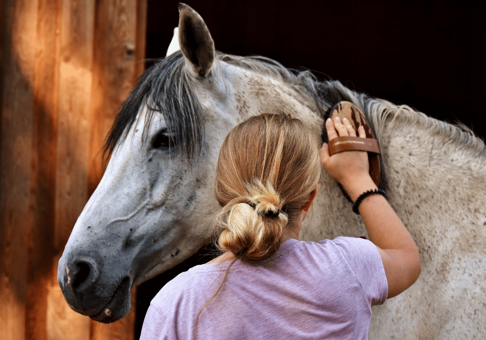 equine herpesvirus